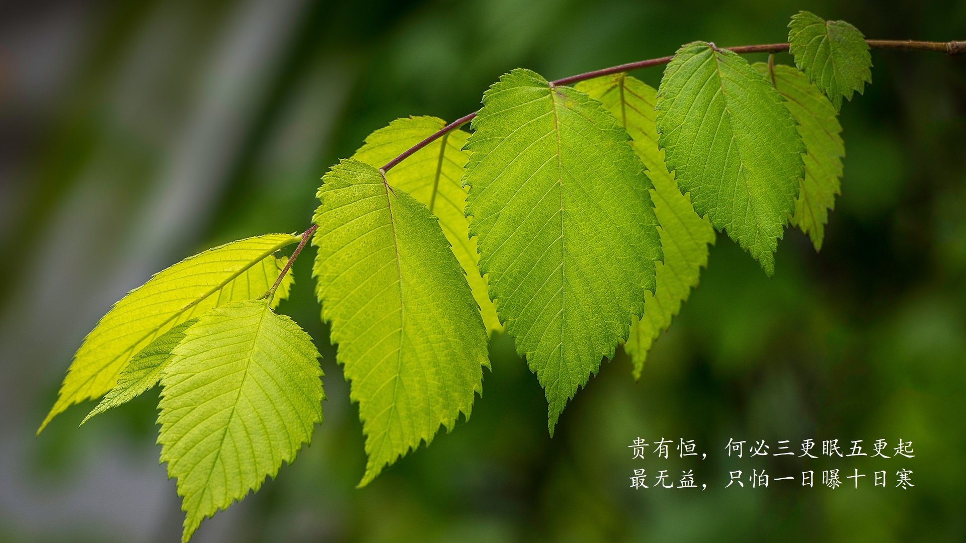 TI历史数据揭秘：历届冠军的英雄选择与禁用偏好，ti历届冠军及成员ti1-ti8