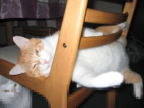 世界青少年武道大会展现中华武魂，世界武道大会介绍