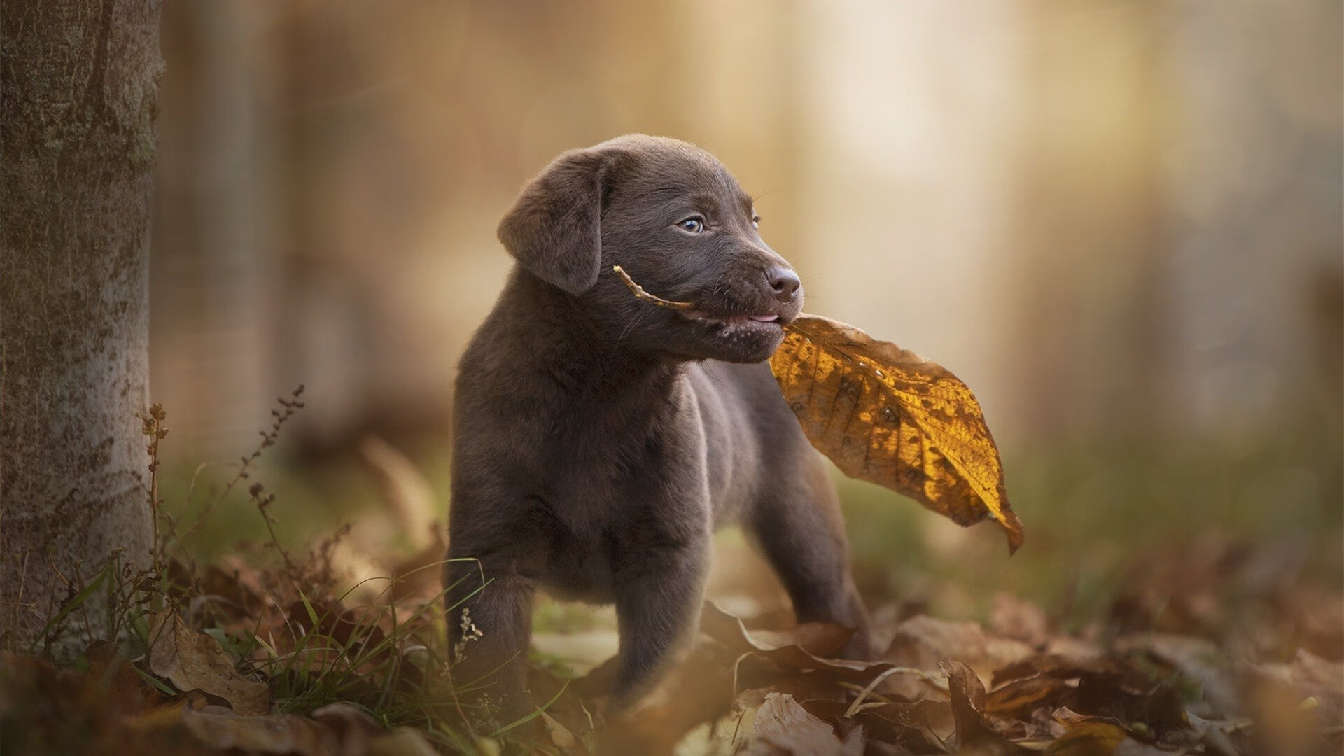 美国队冲线瞬间激发现场热情，美国队重新比赛